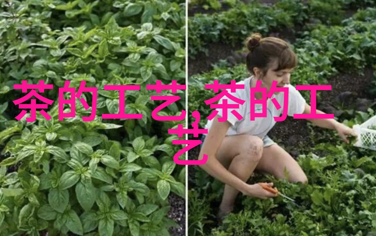 蒸青茶制作